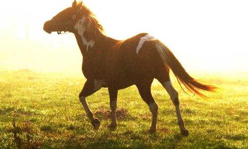ハワイ乗馬体験