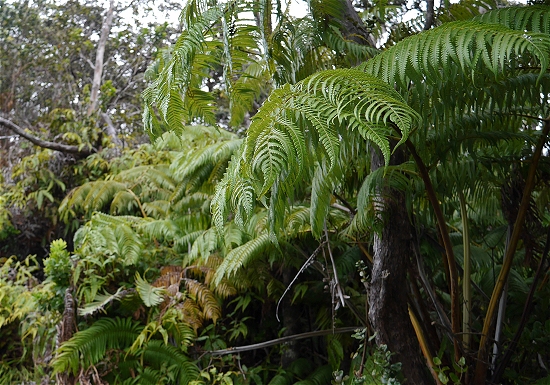 キラウエア火山原生林シダ植物