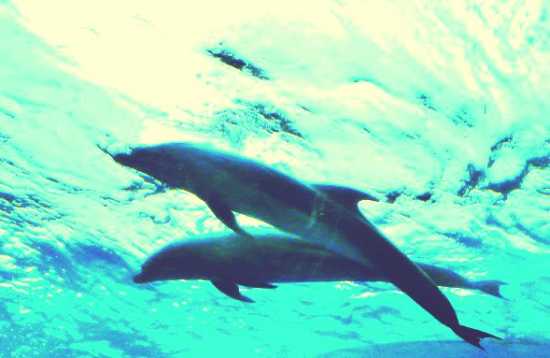 ハワイ イルカと泳ぐ 海中写真