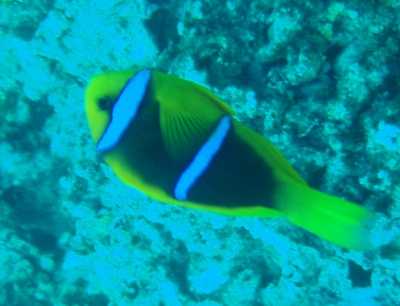 グアムの魚